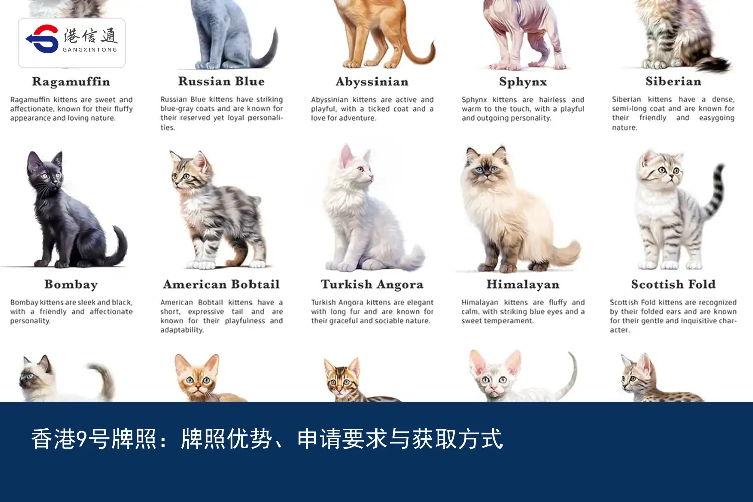 香港9号牌照：牌照优势、申请要求与获取方式｜港信通金融合规服务